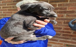 Mixed Breed dogs for sale: Saluki greyhound whippet pups - Image 6
