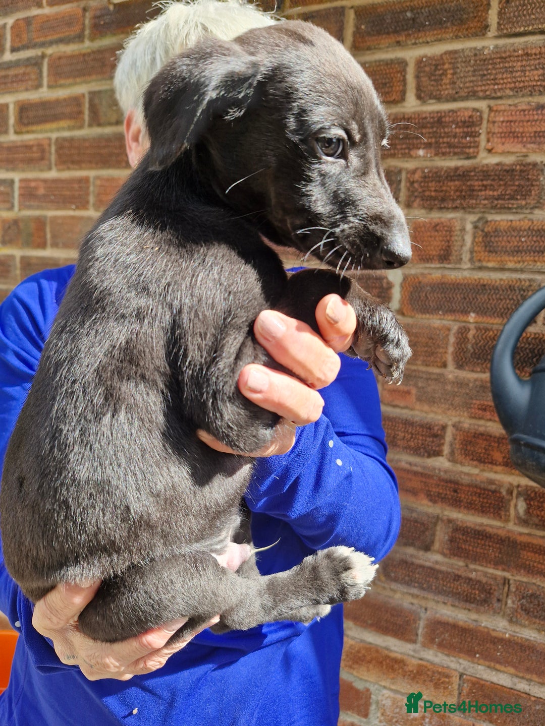Mixed Breed dogs for sale: Saluki greyhound whippet pups - Image 6