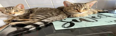British Shorthair 2