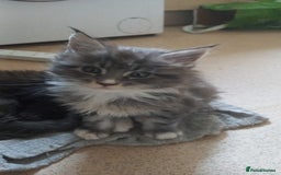 Maine Coon cats for sale: Full maincoon  - Advert 3