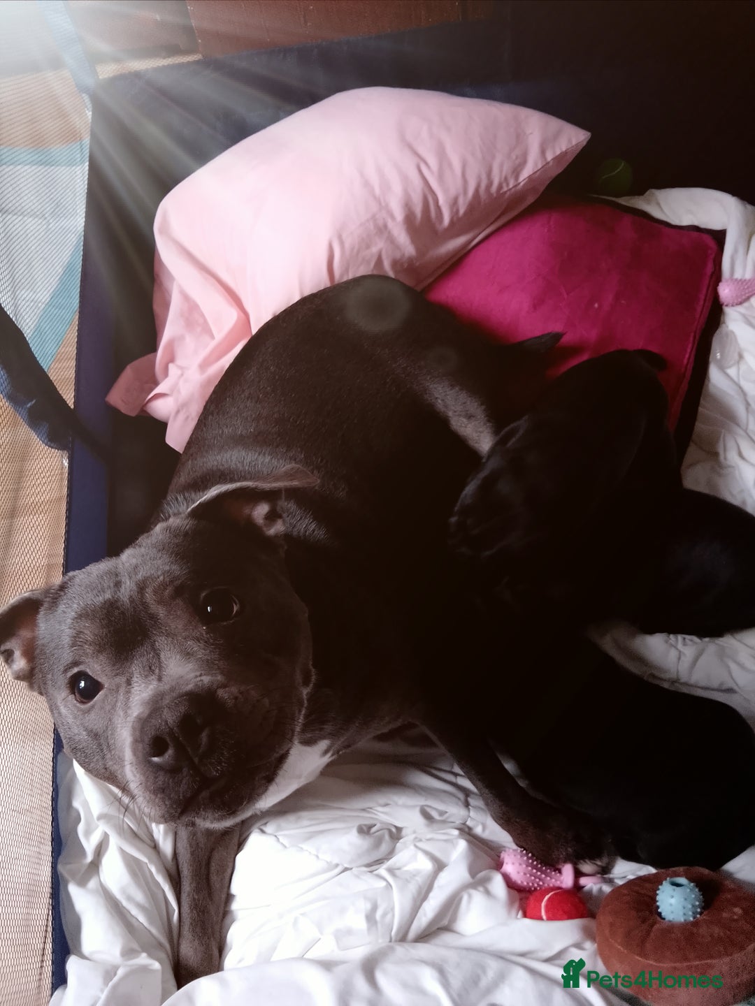 Staffordshire Bull Terrier dogs for sale: Staffordshire Bull terrier blue pup (girl) - Image 4