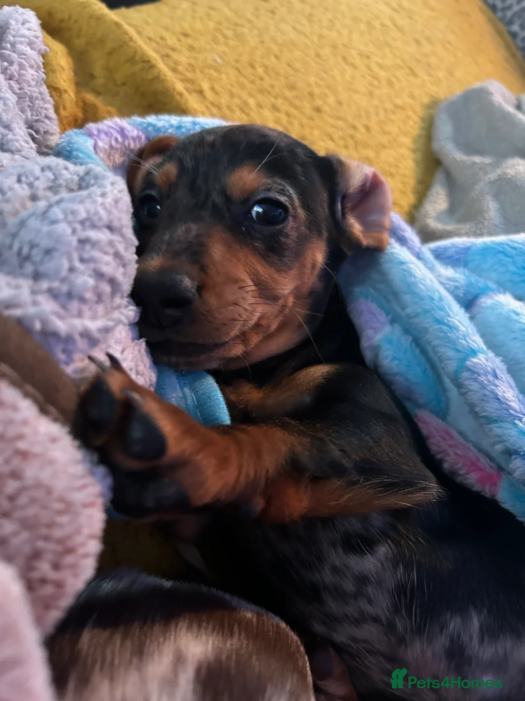Miniature Dachshund dogs for sale: 2 stunning miniature dachshunds 🔆 - Advert 14