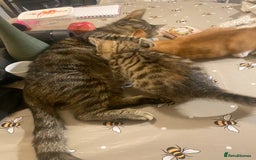 British Shorthair cats for sale: Lovely Girls 🥰 - Advert 2