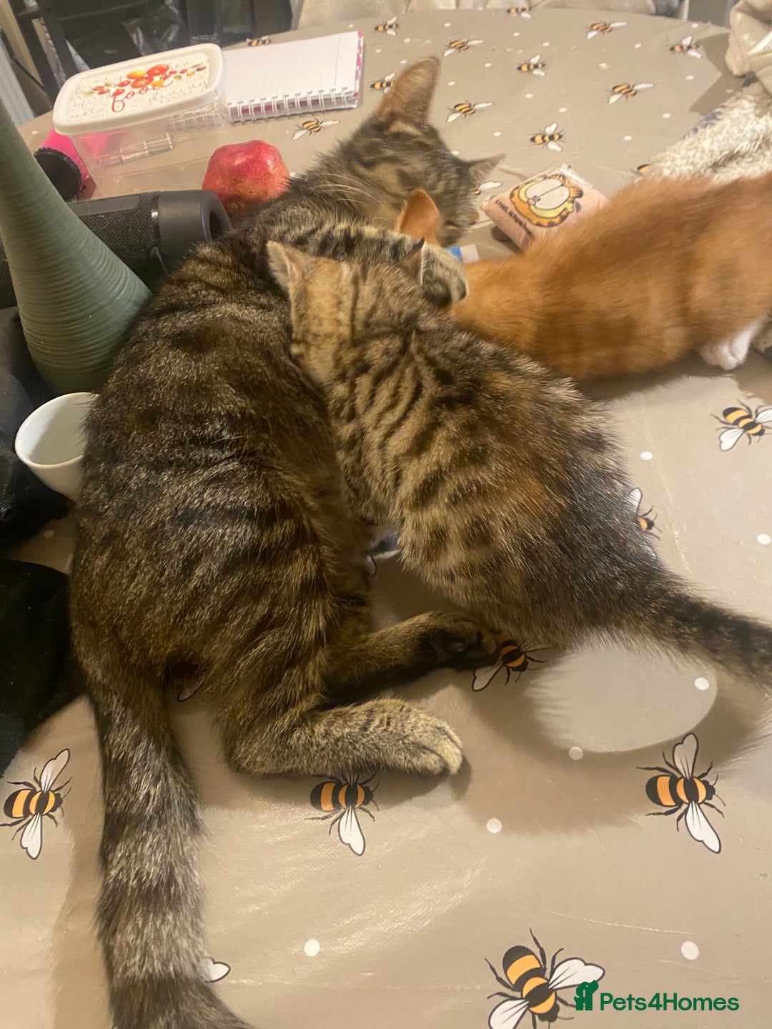 British Shorthair cats for sale: Lovely Girls 🥰 - Advert 2