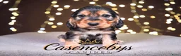 Cocker Spaniel dogs for sale: ❤️THE MOST INCREDIBLE DNA CLEAR SHOW SPANIELS❤️ - Advert 8