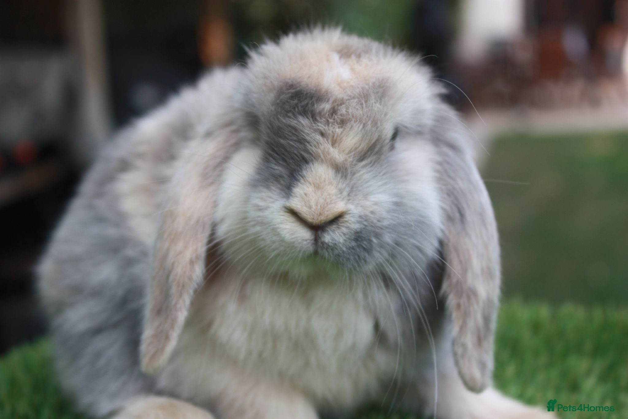 Mini Lop rabbits Pure bred mini lop baby rabbits  - Advert 13
