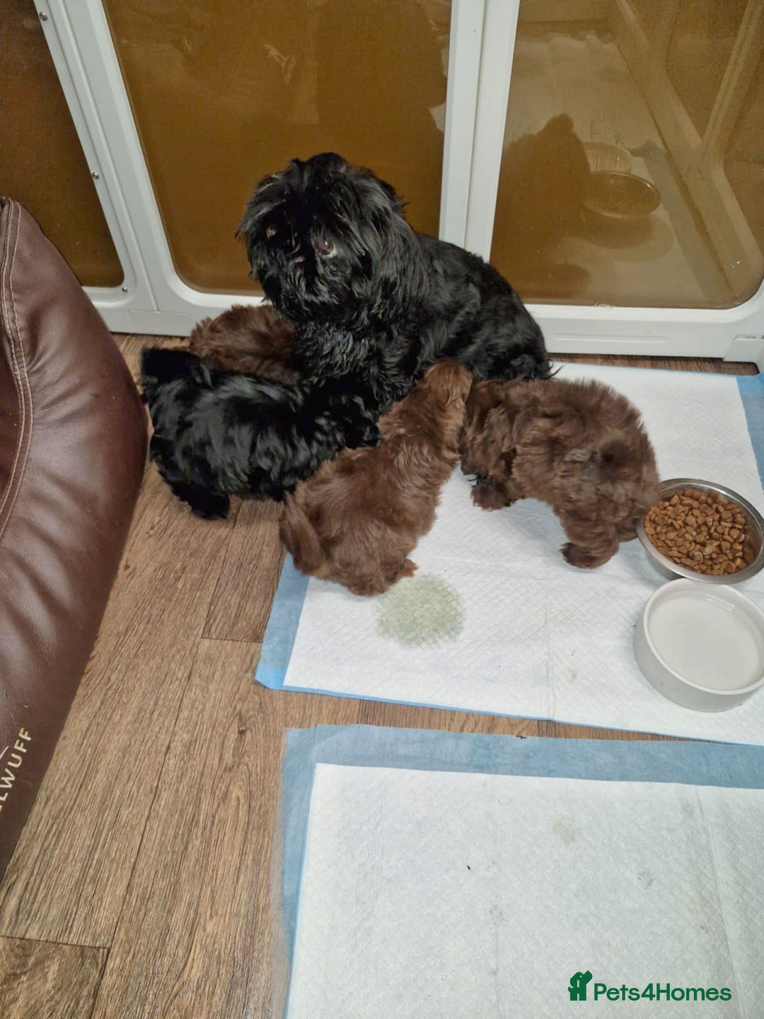 Shih Tzu dogs for sale: 4 Adorable Shih Tzu pups  - Image 3