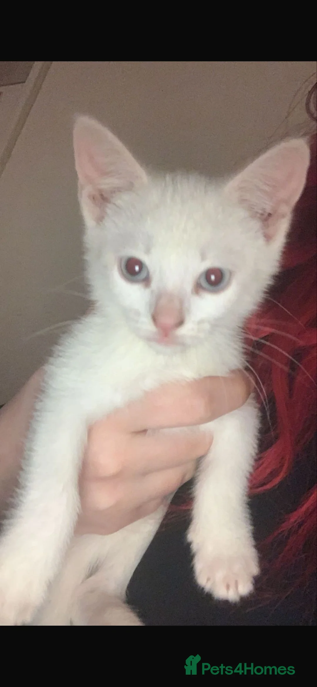 Mixed Breed cats for sale: Stunning White Kittens – Ready Now - Advert 3