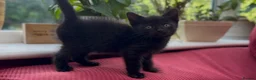 Mixed Breed cats for sale: Stunning Sheba female kitten - Advert 11