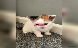 Mixed Breed cats for sale: 5 Adorable Kittens (Ready To Leave 11th October) - Image 5