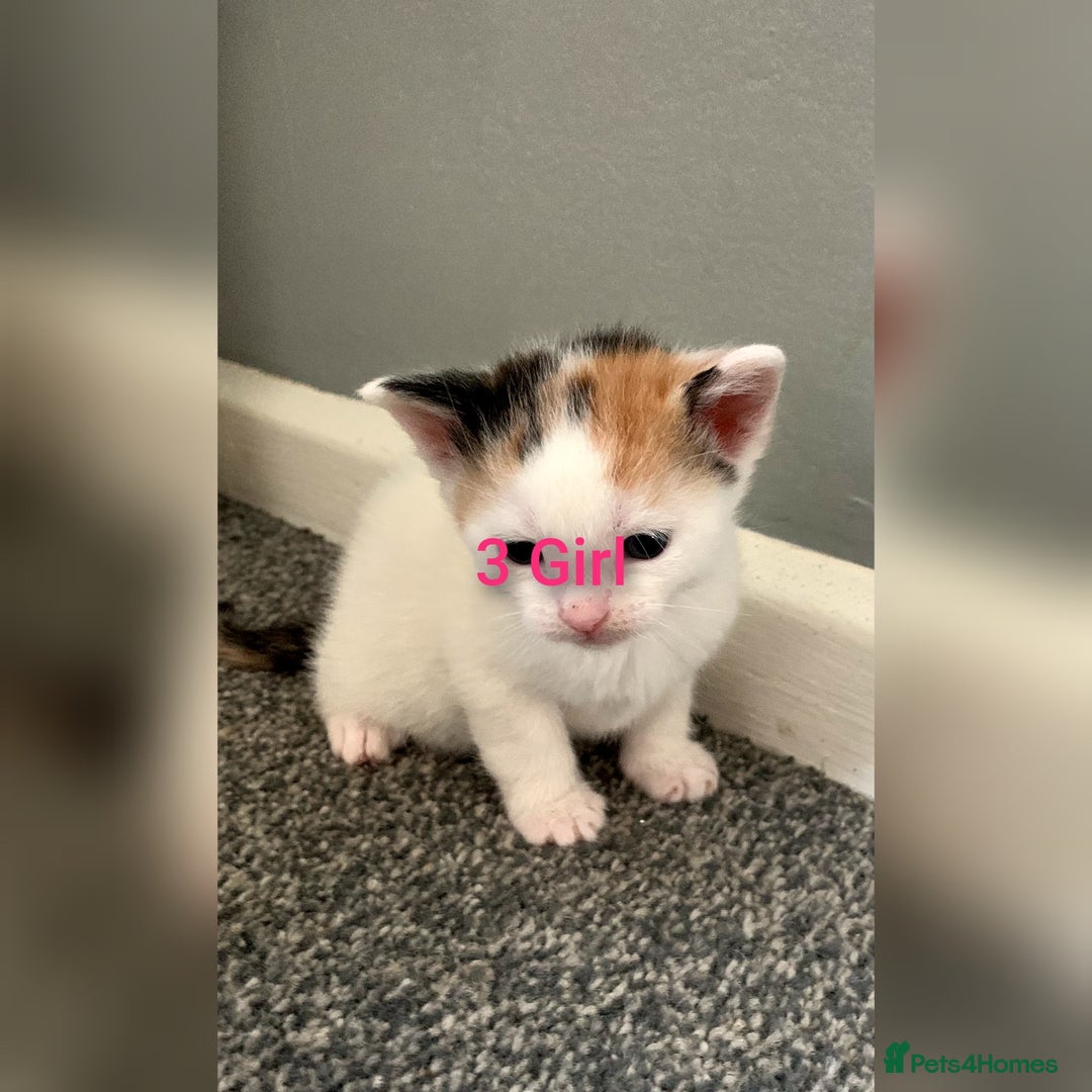 Mixed Breed cats for sale: 5 Adorable Kittens (Ready To Leave 11th October) - Image 5