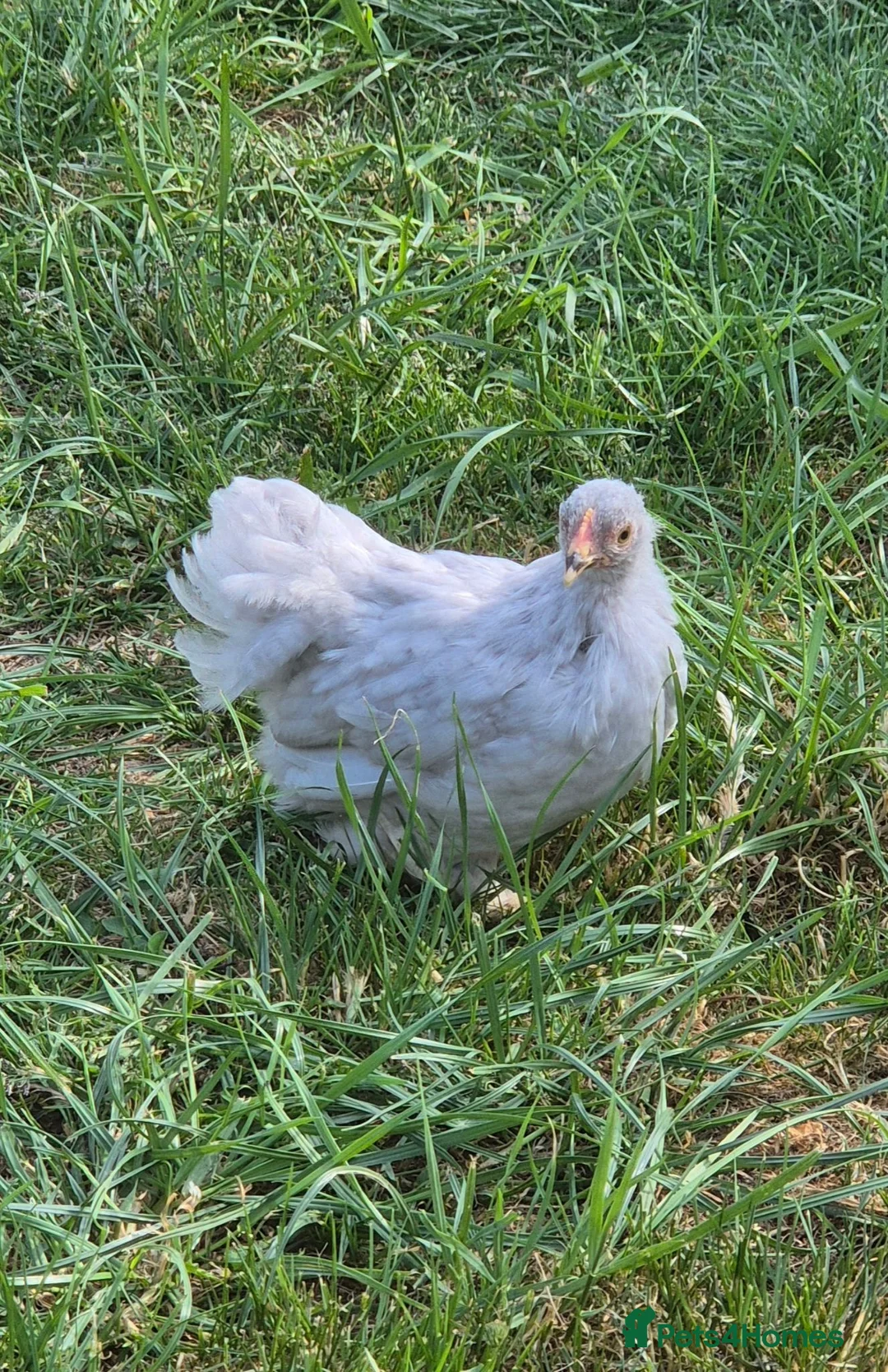 Chickens poultry for sale: Pekin chicks / pullets - Advert 2