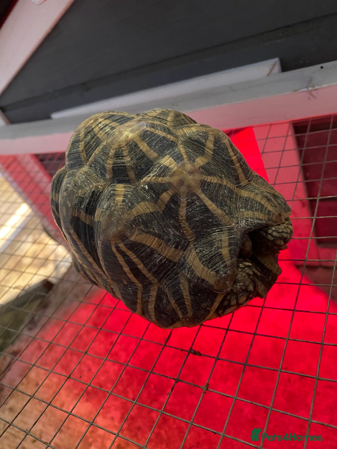 Tortoise reptiles for sale: Indian star back tortoise breeding pair - Advert 3