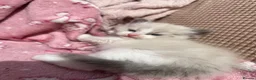 Ragdoll cats for sale: Beautiful mink & traditional ragdoll kittens  - Advert 24