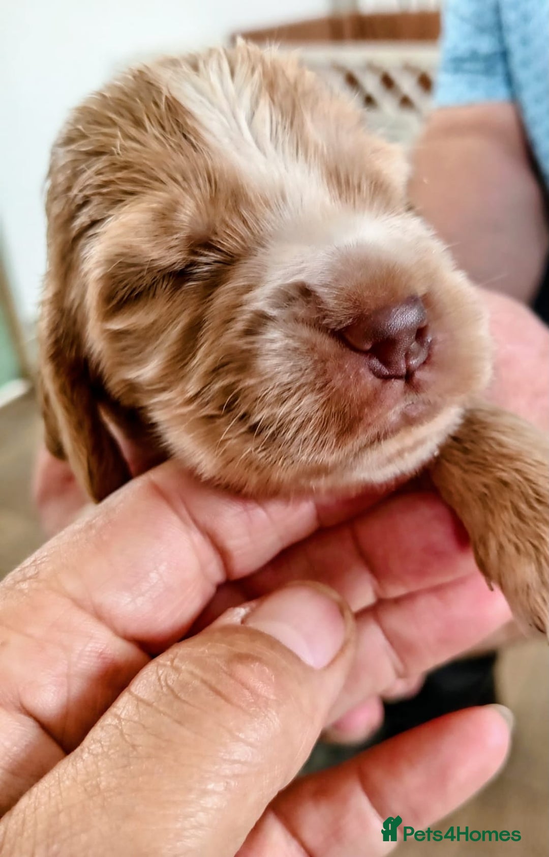 Cocker Spaniel dogs for sale: Pedigree Show Cocker Spaniel - Image 1