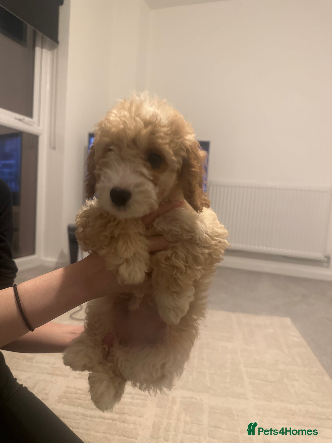 Cockapoo dogs for sale: Beautiful F1b Cockapoo Puppies , Ready Now!  - Image 3
