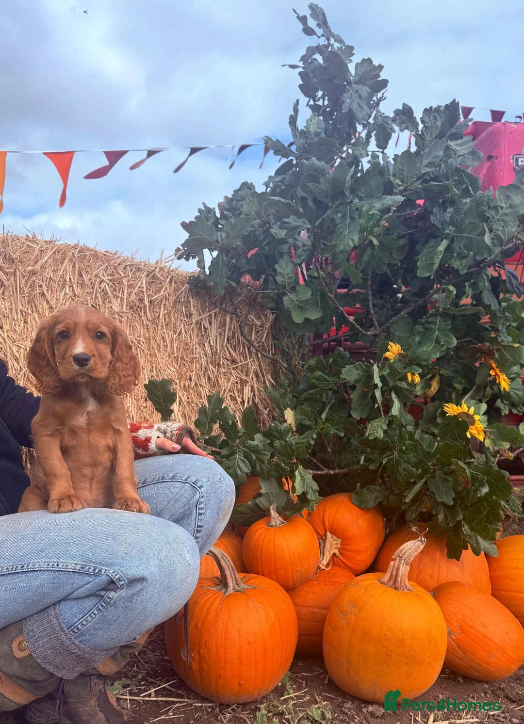 Cocker Spaniel dogs for sale: Beautiful Golden Girl  - Advert 1
