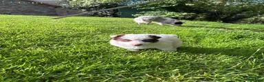 Border Collie Puppy 1