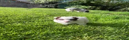 Border Collie dogs for sale: White & Brown Collie pups  - Advert 21