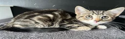 Mixed Breed cats for sale: Fluffy Kittens for sale - Advert 32