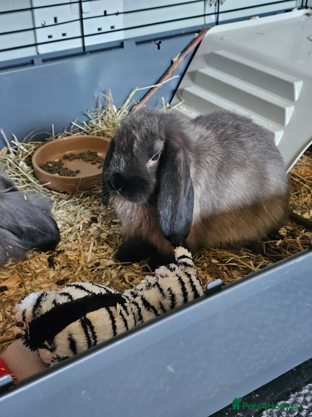 Mixed Breed rabbits for sale: Two female 3 month old bunnys - Advert 7