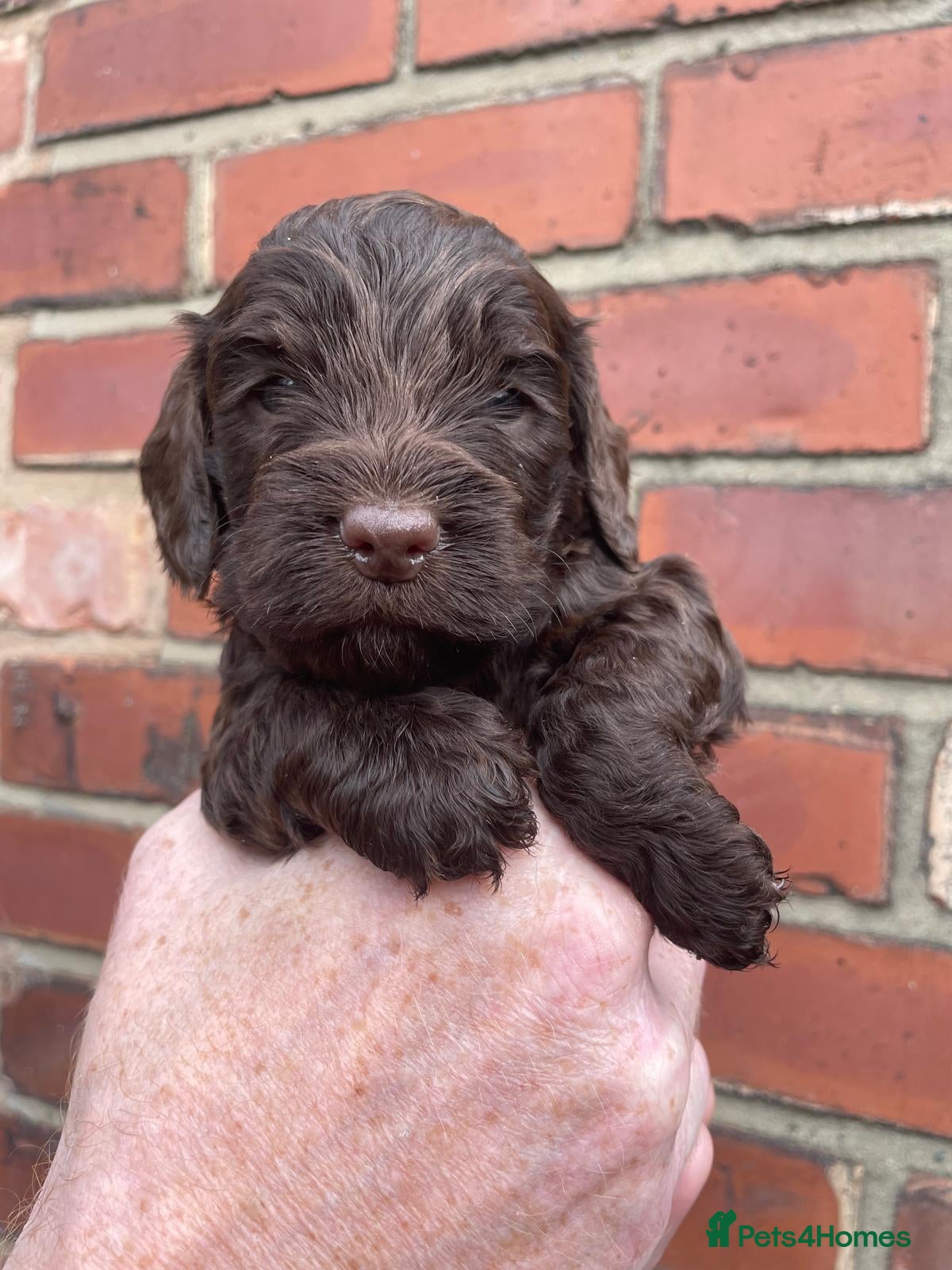 Cockapoo dogs BEAUTIFUL LITTER OF HEALTH TESTED COCKAPOOS 🩷 - Advert 2