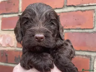 Cockapoo dogs BEAUTIFUL LITTER OF HEALTH TESTED COCKAPOOS 🩷 - Advert 4