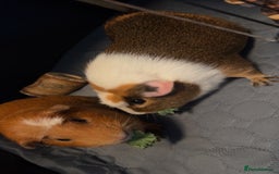 Guinea Pig rodents for sale: 2 male guinea pigs for sale  - Image 5