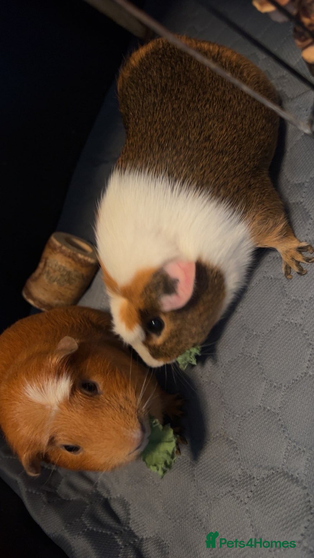 Guinea Pig rodents for sale: 2 male guinea pigs for sale  - Image 5