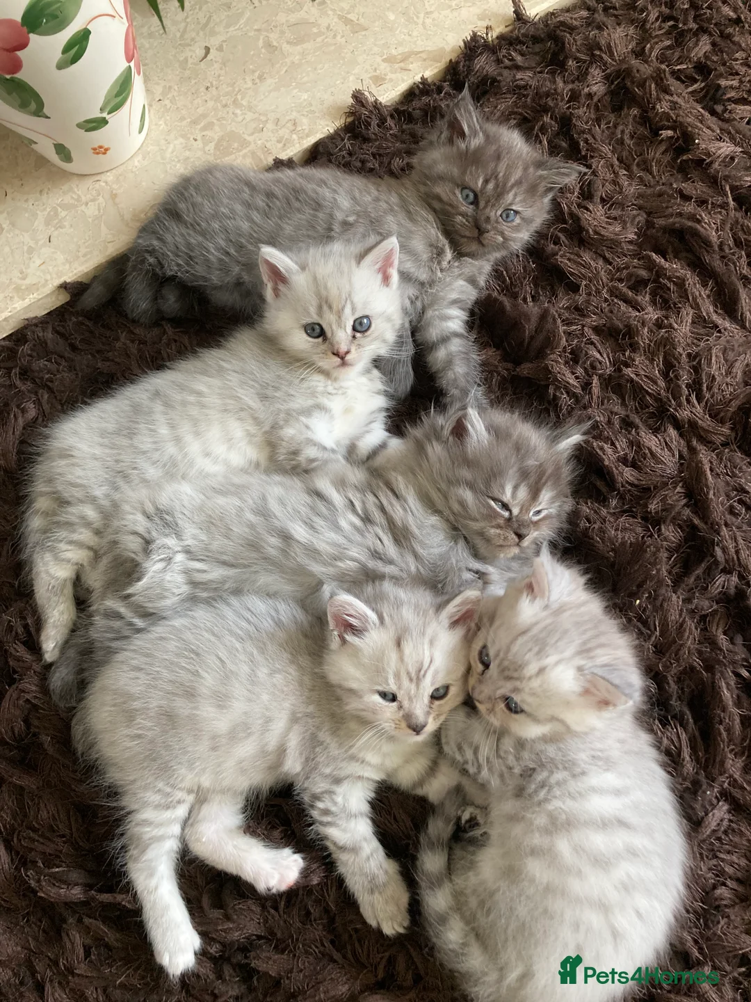 Mixed Breed cats for sale: Exotic person cross,   polish pedigree mane coin in Pontefract - Advert 2