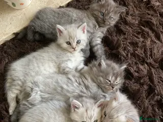 Mixed Breed cats Exotic person cross, polish pedigree mane coin - Advert 3