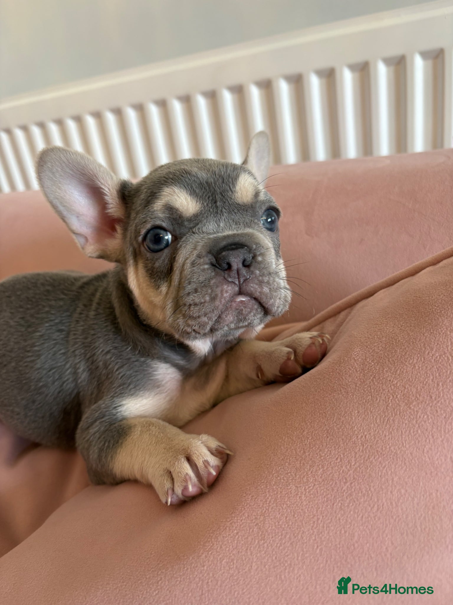 French Bulldog dogs Last stunning French bulldog girl - Advert 18