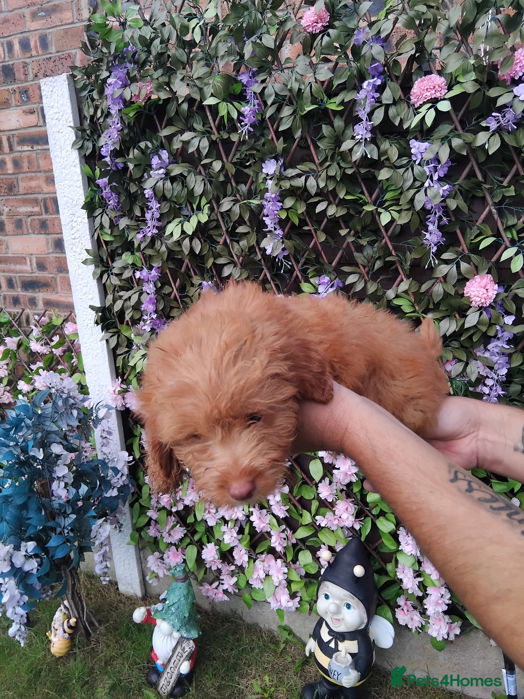 Cavachon dogs for sale: Beautiful golden cavapoochons puppies  - Image 7