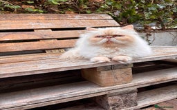 Persian cats for sale: Persian Cream Point Male  - Image 2