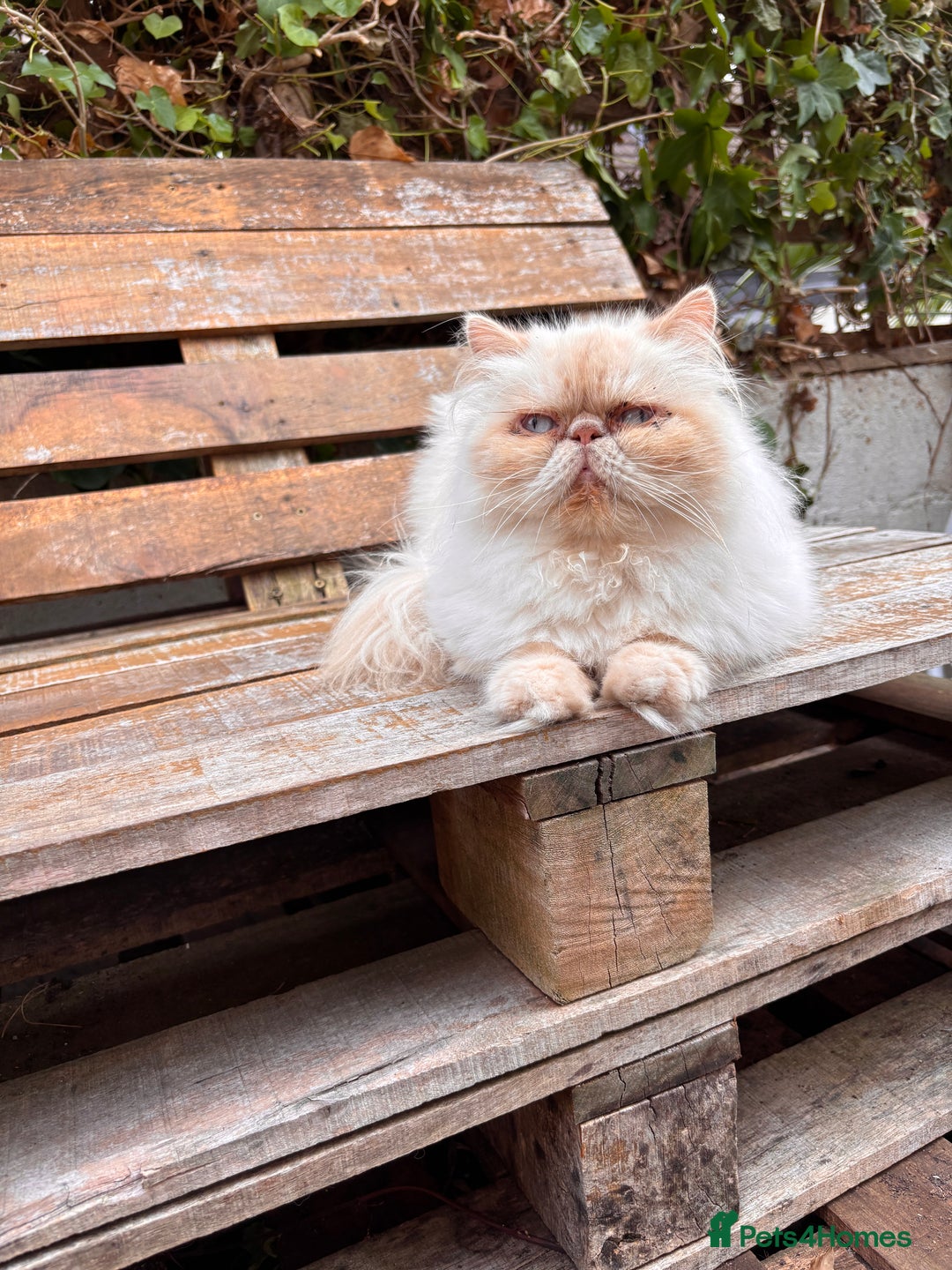 Persian cats for sale: Persian Cream Point Male  - Image 2