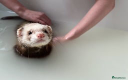 Ferret rodents for sale: 3 hobs for sale - Image 3