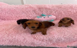 Miniature Dachshund dogs for sale: Dachshund - Image 5