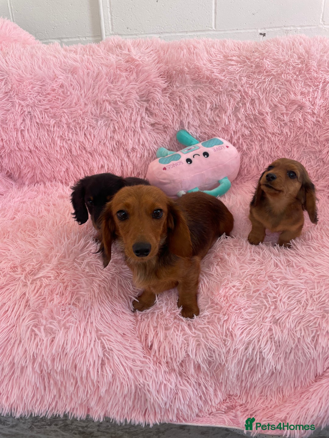Miniature Dachshund dogs for sale: Dachshund - Image 5