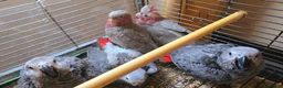 Cockatoo birds for sale: Hand-Raised cockatoo Galah Baby Parrot - Advert 11