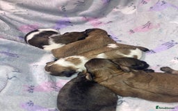 Shihpoo dogs for sale: Read the advert 5 star rated Toy shihpoo puppies - Image 27