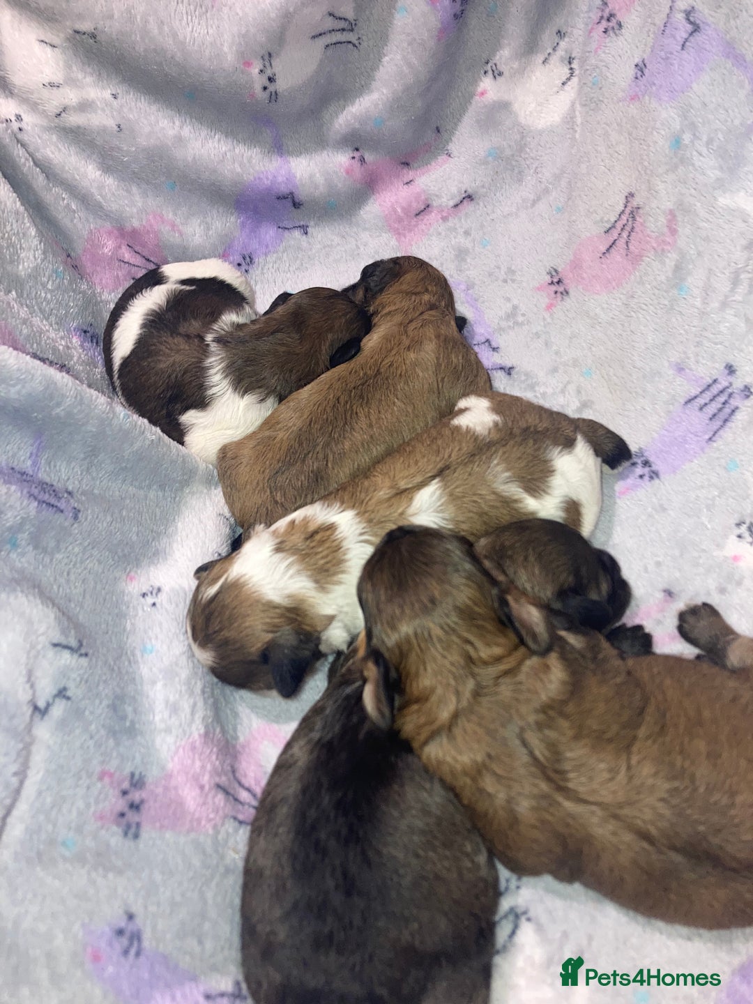 Shihpoo dogs for sale: Read the advert 5 star rated Toy shihpoo puppies - Image 27