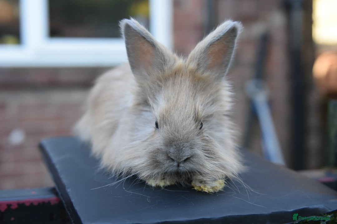 Angora rabbits for sale: French Imported Pedigree English Angoras - Advert 27