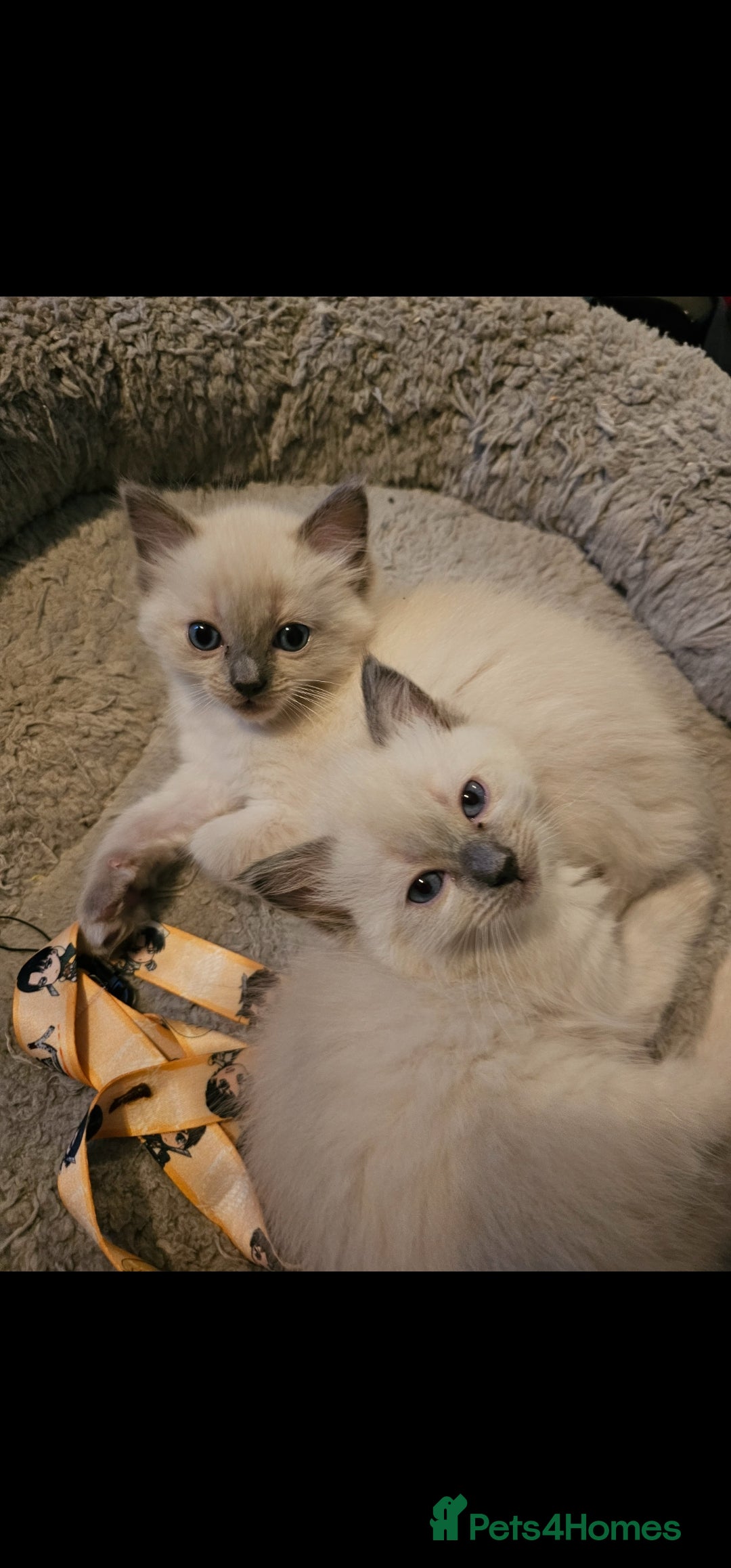 Ragdoll cats for sale: Blue point kittens for sale - Advert 5