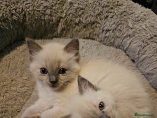 Ragdoll cats Blue point kittens for sale - Advert 3