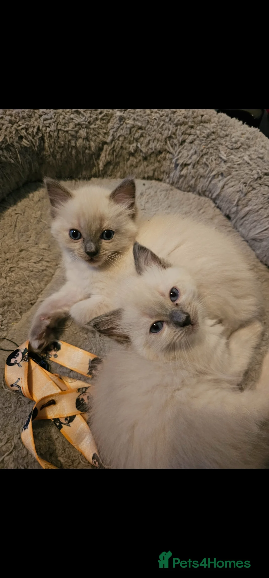 Ragdoll cats for sale: Blue point kittens for sale - Advert 2