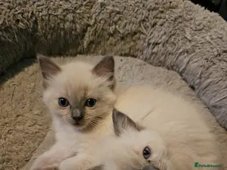 Ragdoll cats Blue point kittens for sale - Advert 3