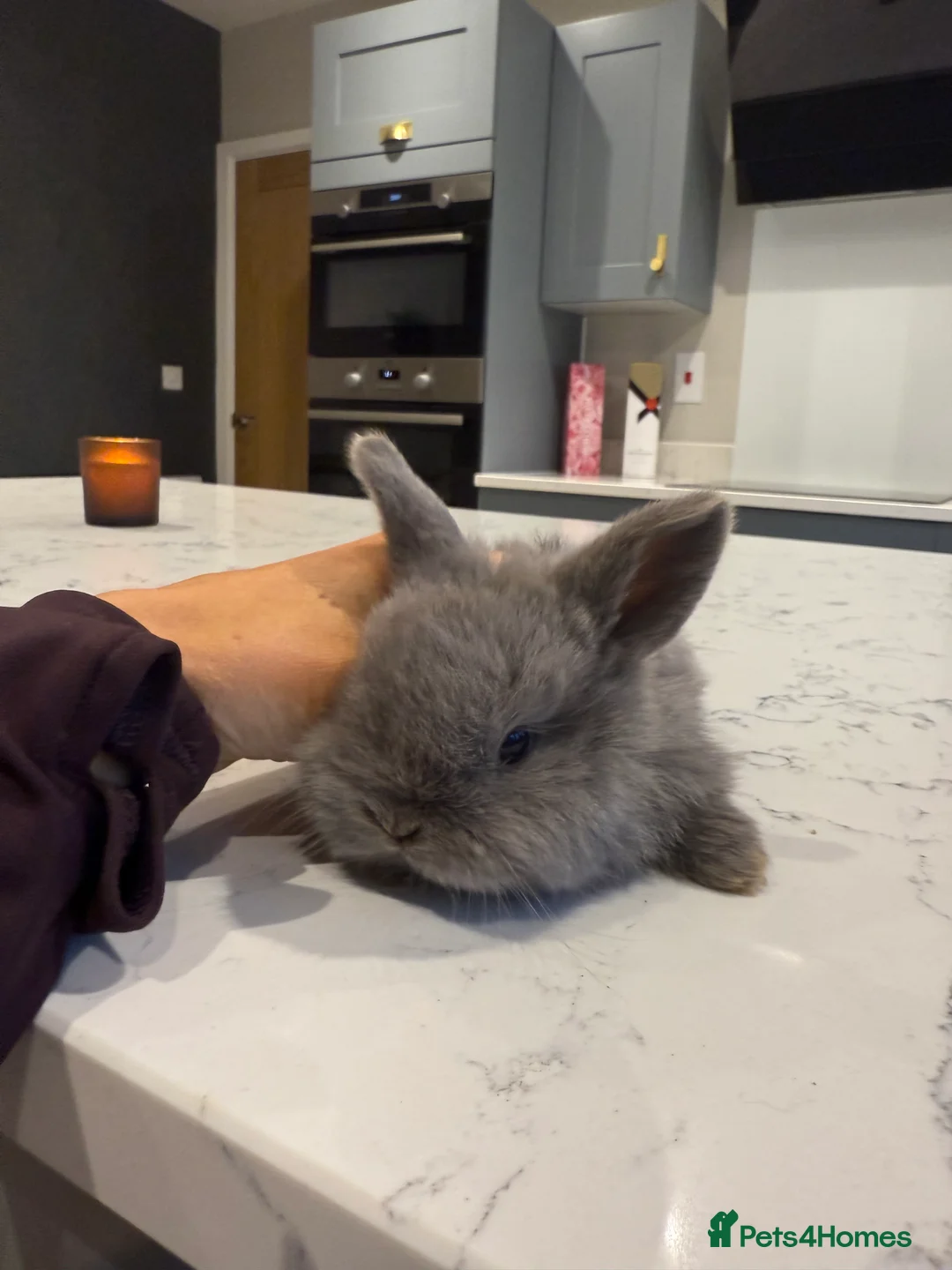 Dwarf Lop rabbits for sale: 6 beautiful bunnies for sale  - Advert 2