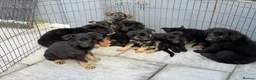 German Shepherd dogs for sale: German shepherd pups  in Dereham - Advert 4