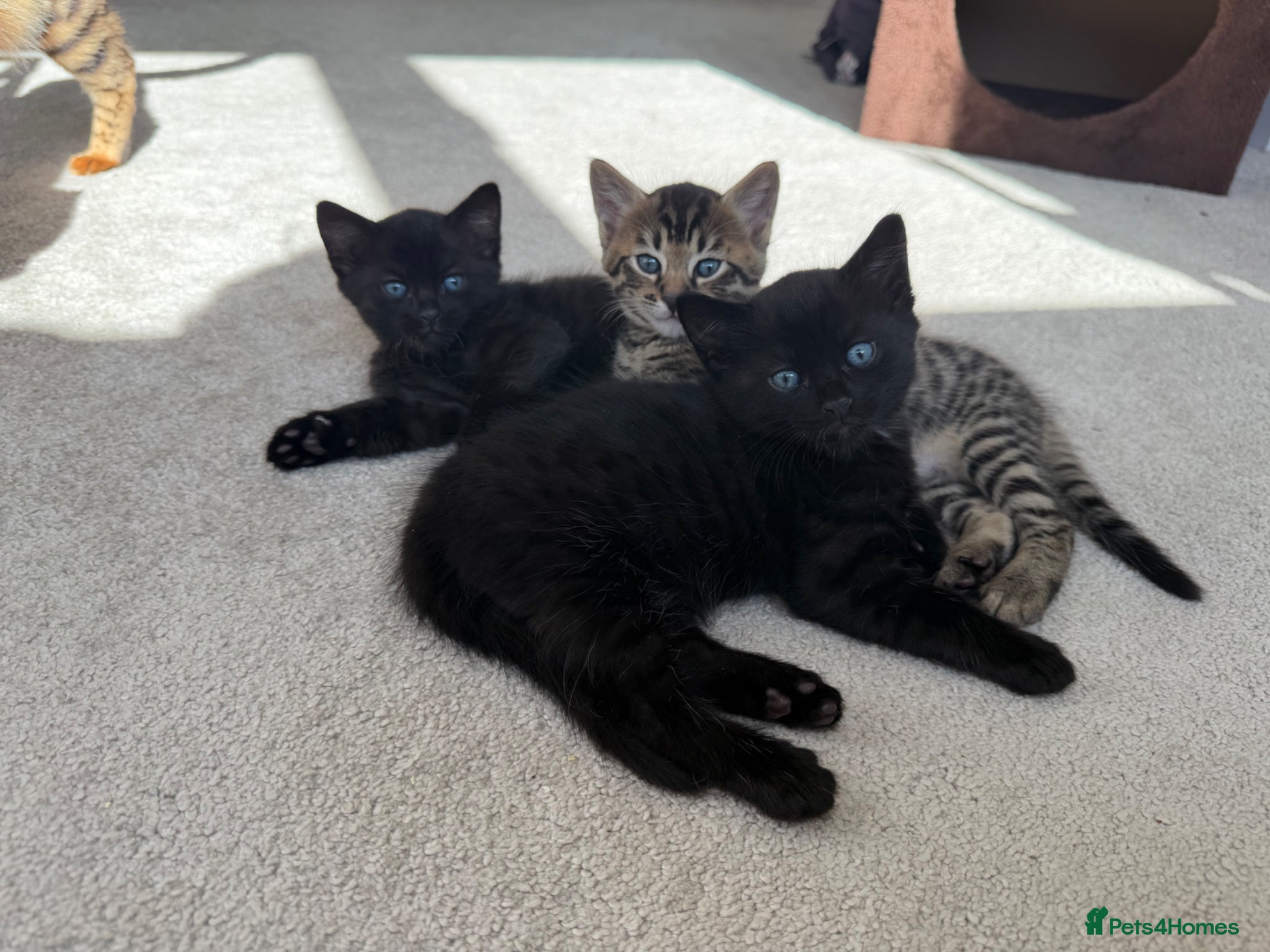 Bengal cats Beautiful Bengal Kittens - Advert 4