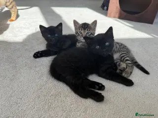 Bengal cats Beautiful Bengal Kittens - Advert 4